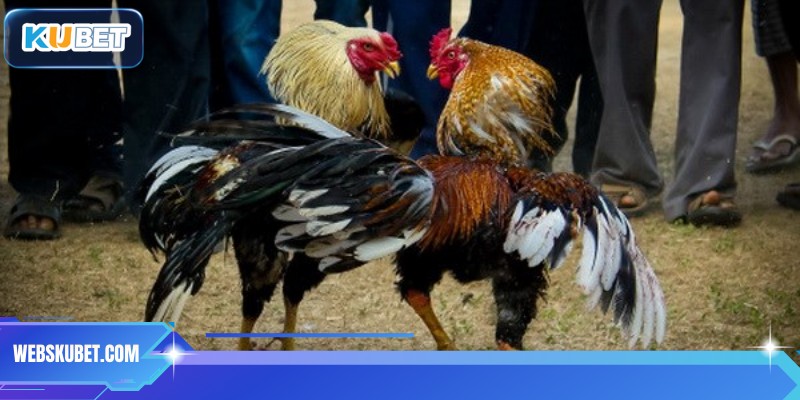 Đa dạng trận đấu danh tiếng