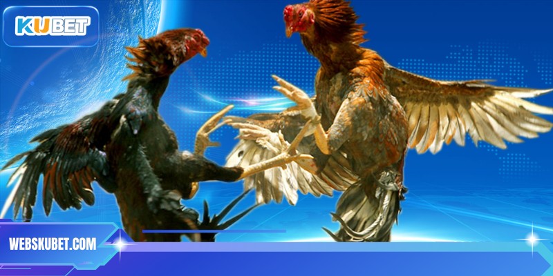 Hướng dẫn quan sát chiến kê