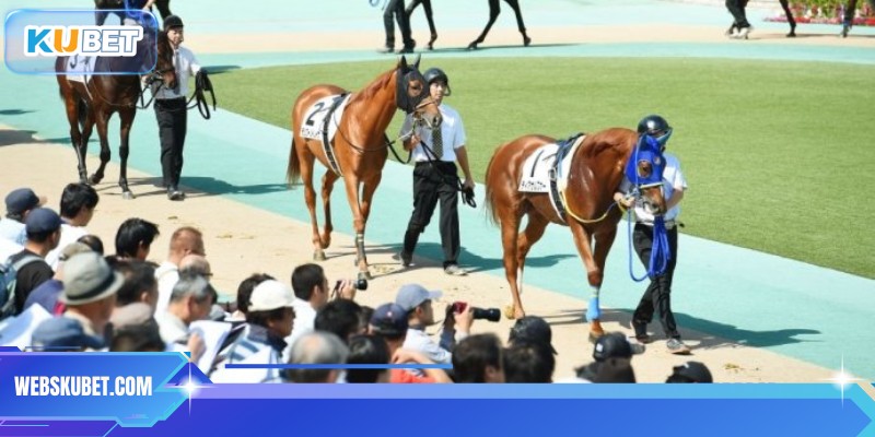 Mẹo cược thắng lớn 2026